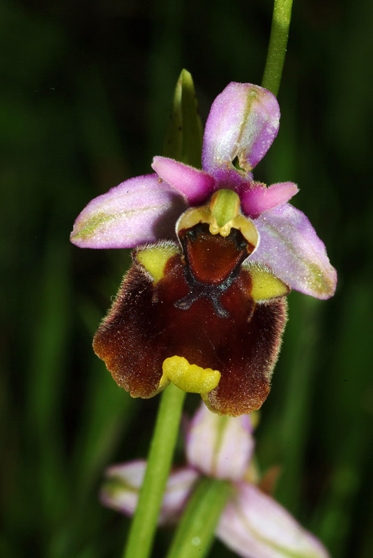 Ophrys da determinare